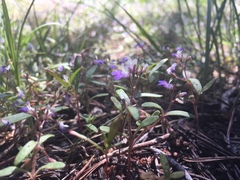 Collinsia torreyi