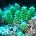 Sea Grapes - Photo (c) Clinton Duffy, some rights reserved (CC BY-NC), uploaded by Clinton Duffy