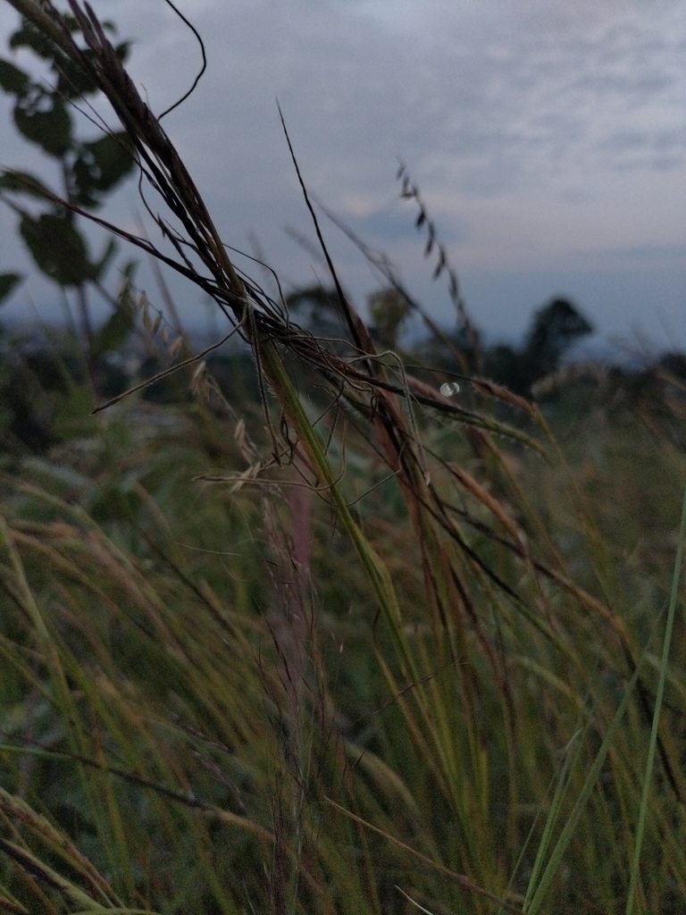 tanglehead from Balcones de Santa María, San Pedro Tlaquepaque, Jal ...