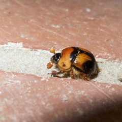Bolbocerosoma farctum