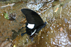 Papilio iswara