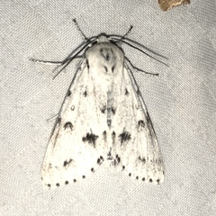 Acronicta vulpina