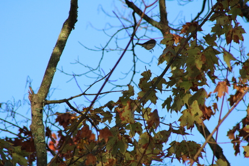 Yellow-rumped Warbler photographed in Ohio