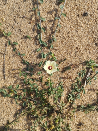 Image of Xenostegia tridentata by (c) Siva Naturewild, some rights reserved (CC BY)