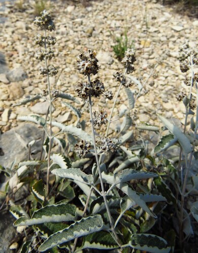 Image of Buddleja racemosa by (c) Annika Lindqvist, some rights reserved (CC BY)