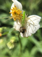 Peucetia formosensis