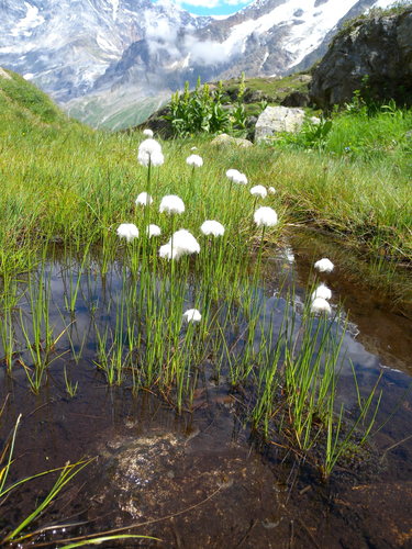 Scheuchzer's cottongrass