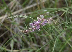 Astragalus gracilis