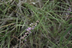 Astragalus gracilis