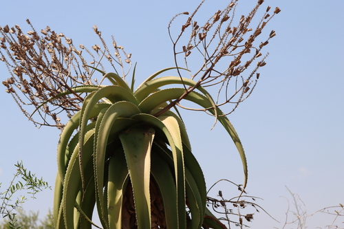 Image of Aloe vaombe by (c) amantedarmanin, some rights reserved (CC BY)