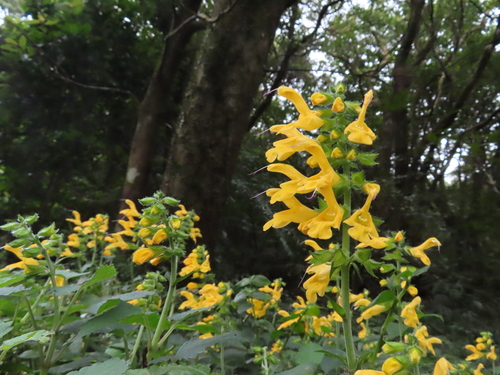 Salvia nipponica iNat (2)