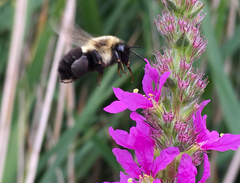 Bombus impatiens