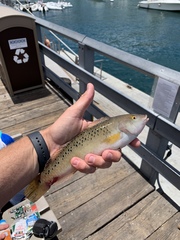 Halichoeres semicinctus