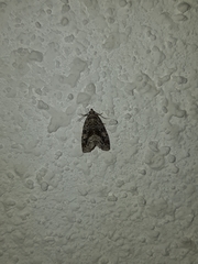 Protodeltote muscosula