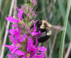 Bombus impatiens
