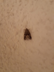 Protodeltote muscosula