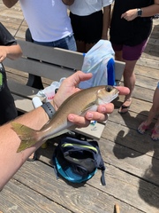 Caulolatilus princeps