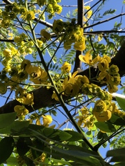 Cassiinae