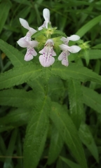 Stachys aspera hispidula