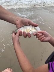 Amphistichus argenteus