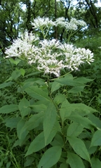 Eupatorium makinoi