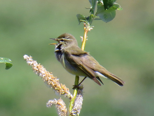 Mosquitero boreal (Phylloscopus borealis)