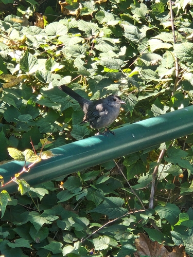 Gray Catbird photographed in Virginia