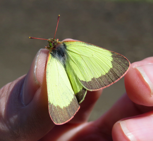 Moorland Clouded Yellow