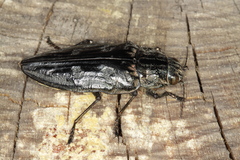 Chalcophora mariana massiliensis