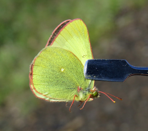 Moorland Clouded Yellow