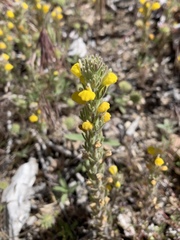 Castilleja lasiorhyncha