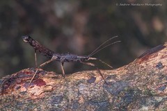 Neohirasea hongkongensis
