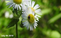 Meligethes flavicollis