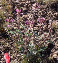 Astragalus malacus