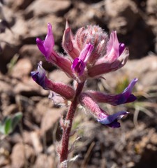 Astragalus malacus
