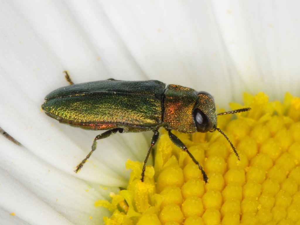 Anthaxia nitidula
