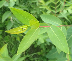 Apocynum × floribundum