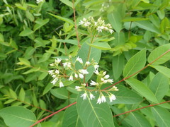 Apocynum × floribundum