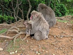 Macaca fuscata fuscata