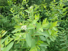 Apocynum × floribundum