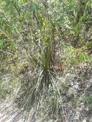 Dasylirion berlandieri