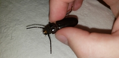 Mallodon dasystomus dasystomus