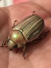 Pelidnota virescens