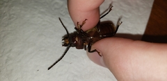 Mallodon dasystomus dasystomus