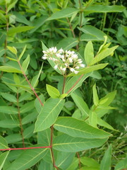 Apocynum × floribundum
