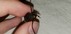 Mallodon dasystomus dasystomus