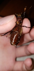 Mallodon dasystomus dasystomus