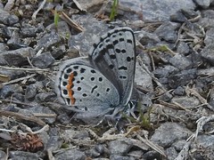 Euphilotes battoides