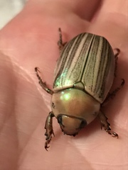 Pelidnota virescens