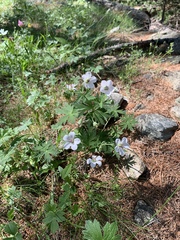 Geranium rivulare